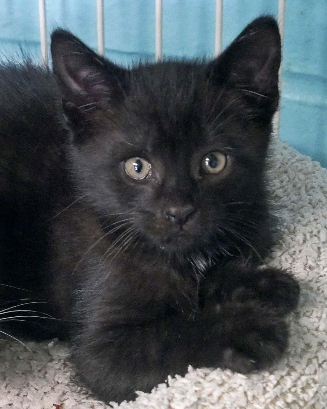 Enlarge wilson, a ADOPTABLE mixed breed in Bloomingdale, NJ image 3/6
