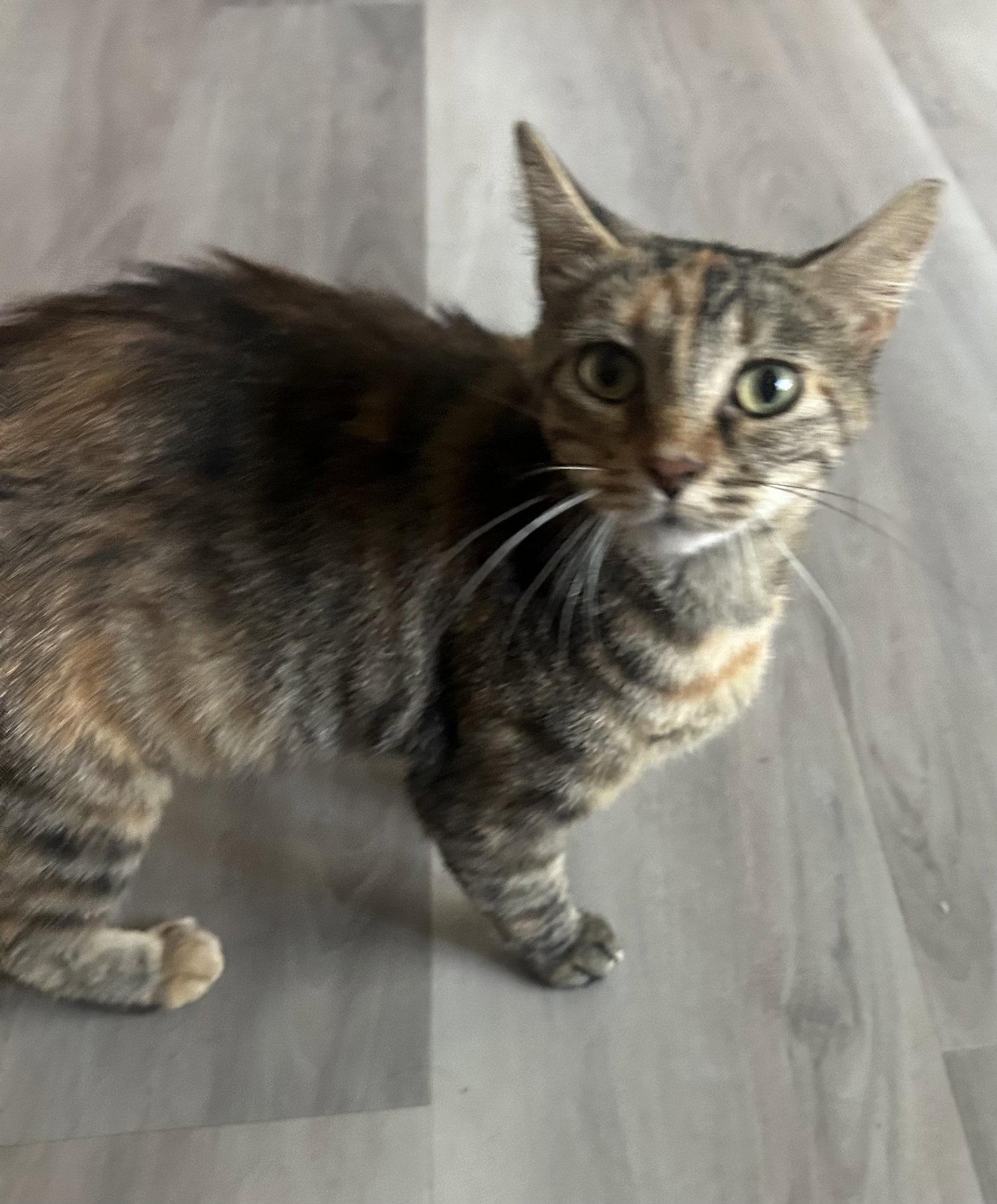 Nora - TV, Adoptable, Adult Female Domestic Short Hair.