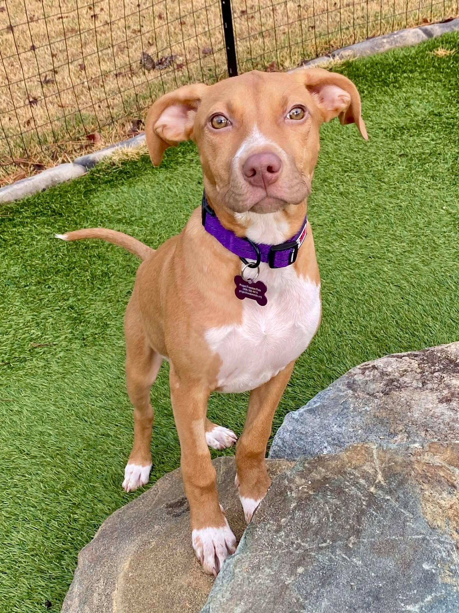 Enlarge TOFFEE, a Adoptable mixed breed in Ferndale, WA image 1/6