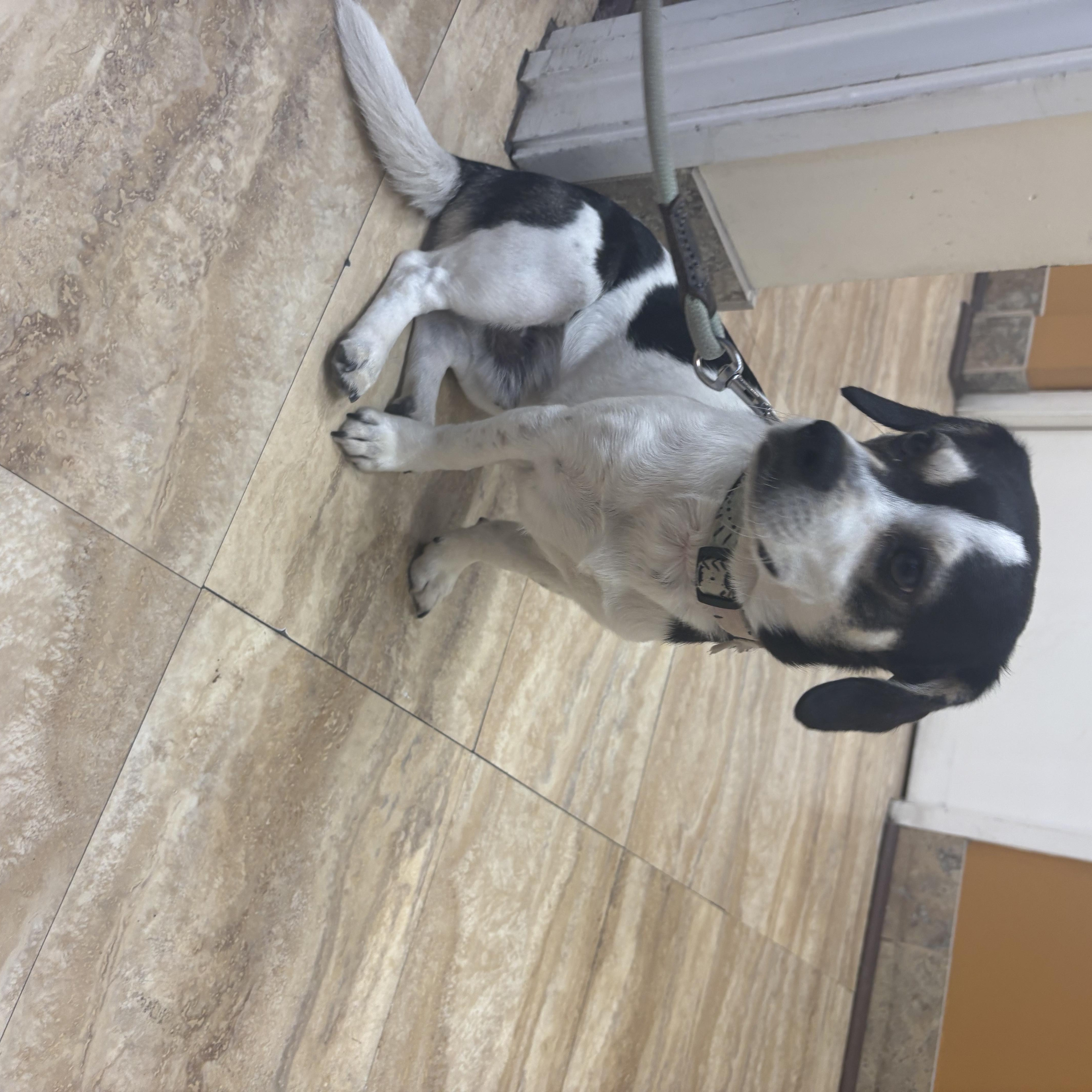 Enlarge Scooter - Please read description -avaiable for adoption, a Adopted mixed breed in Tustin, CA image 3/5
