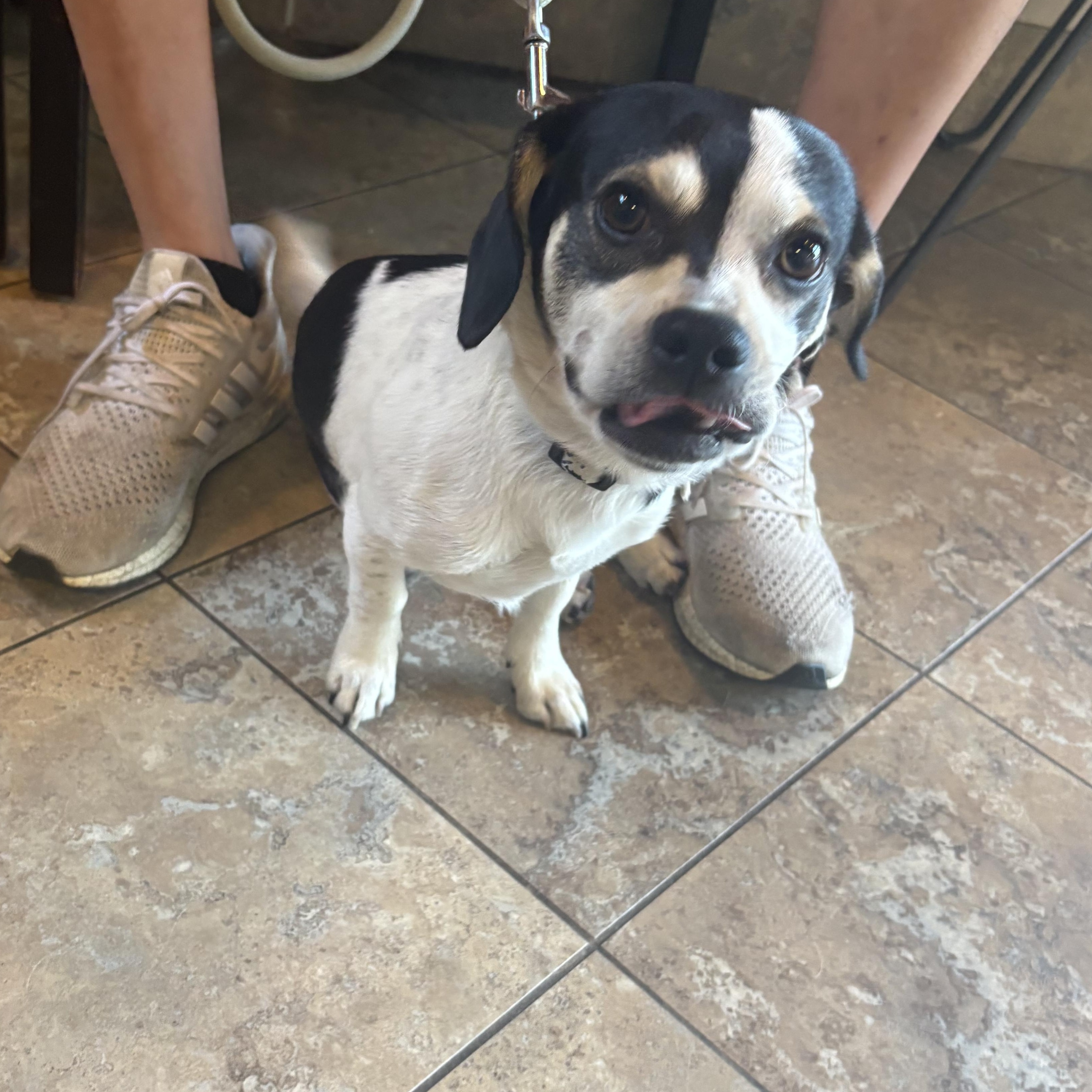 Enlarge Scooter - Please read description -avaiable for adoption, a Adopted mixed breed in Tustin, CA image 5/5
