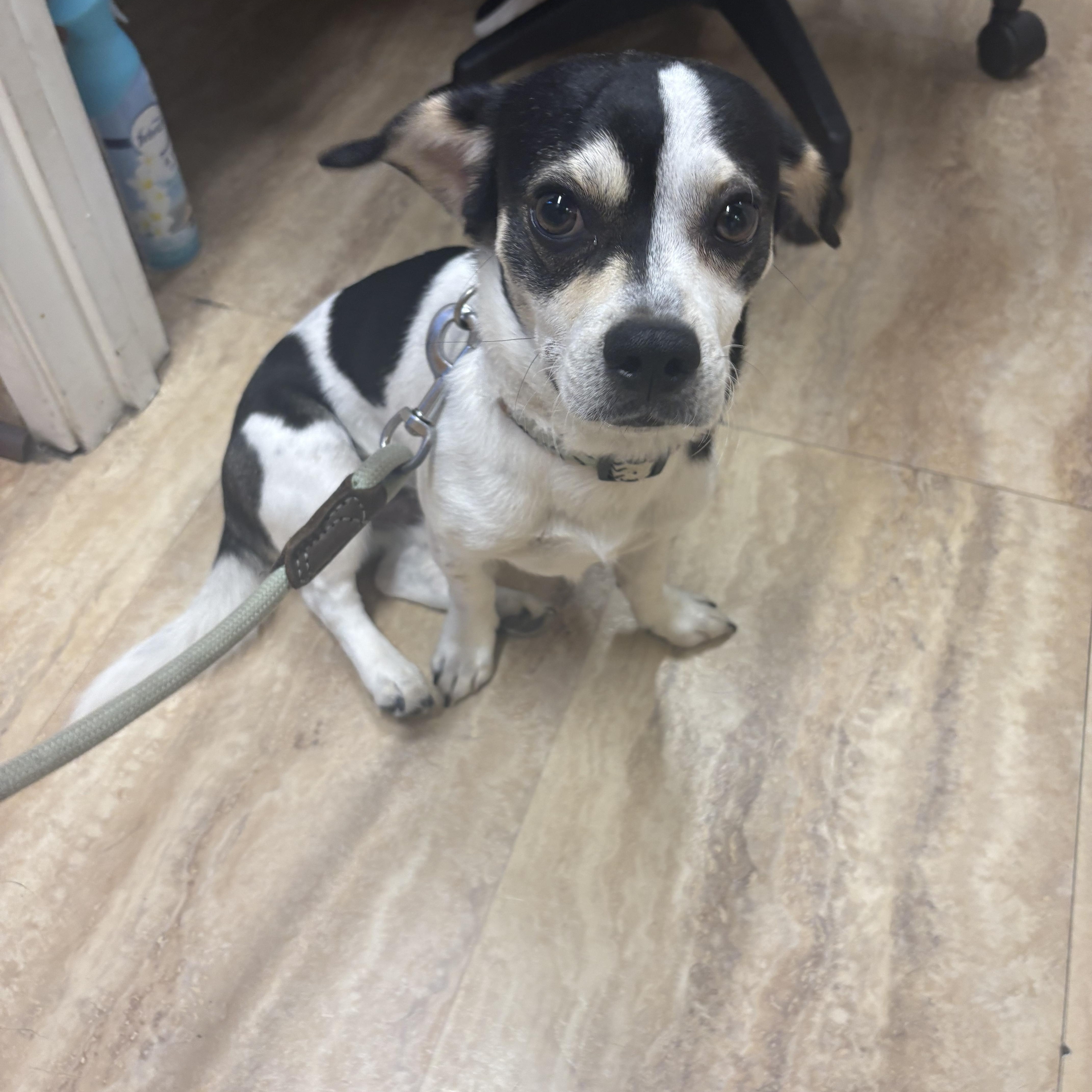 Scooter - Please read description -avaiable for adoption, Adopted, Puppy Male Beagle & Dachshund.