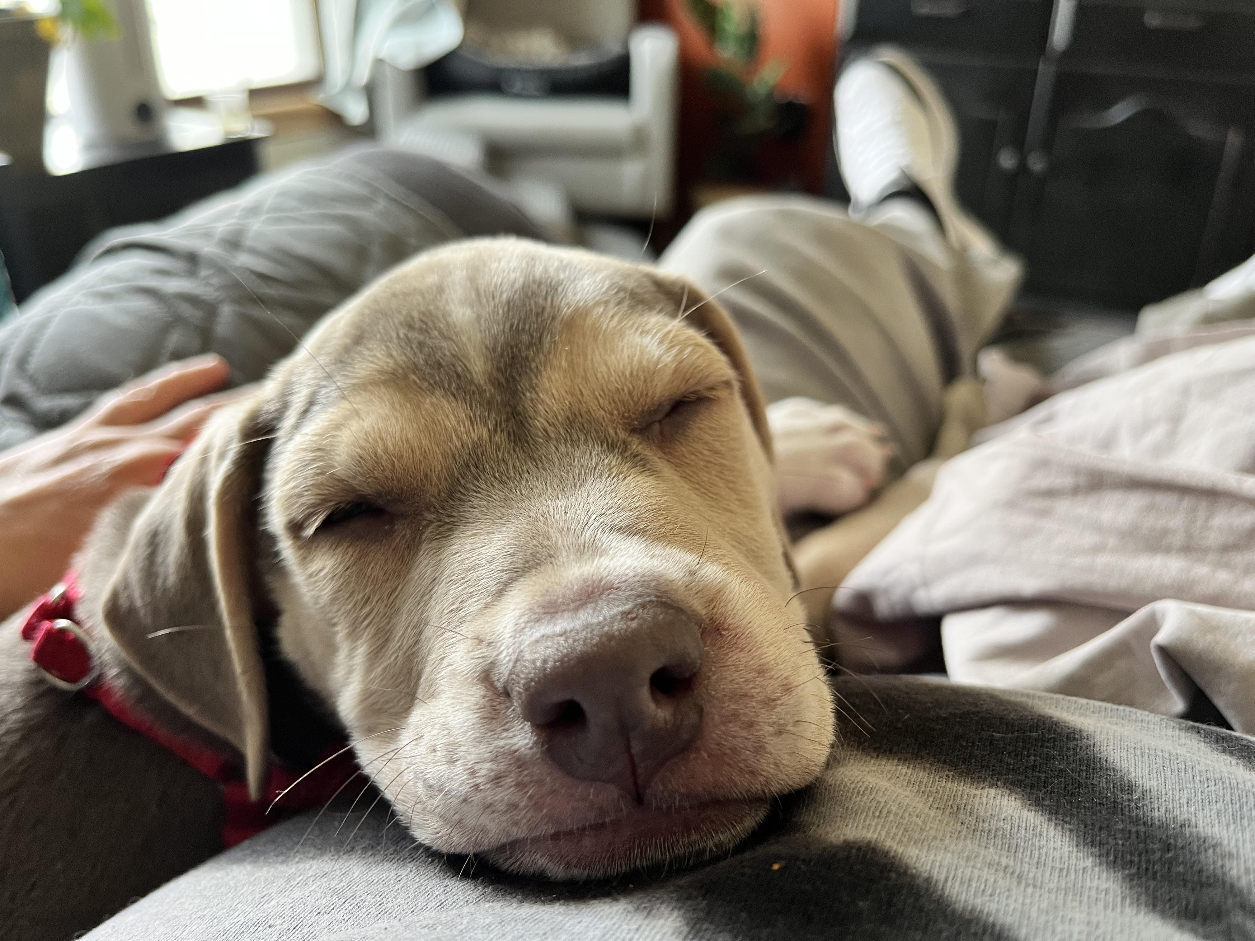 Enlarge Tuffy, an adoptable mixed breed in Painesville, OH image 3/4