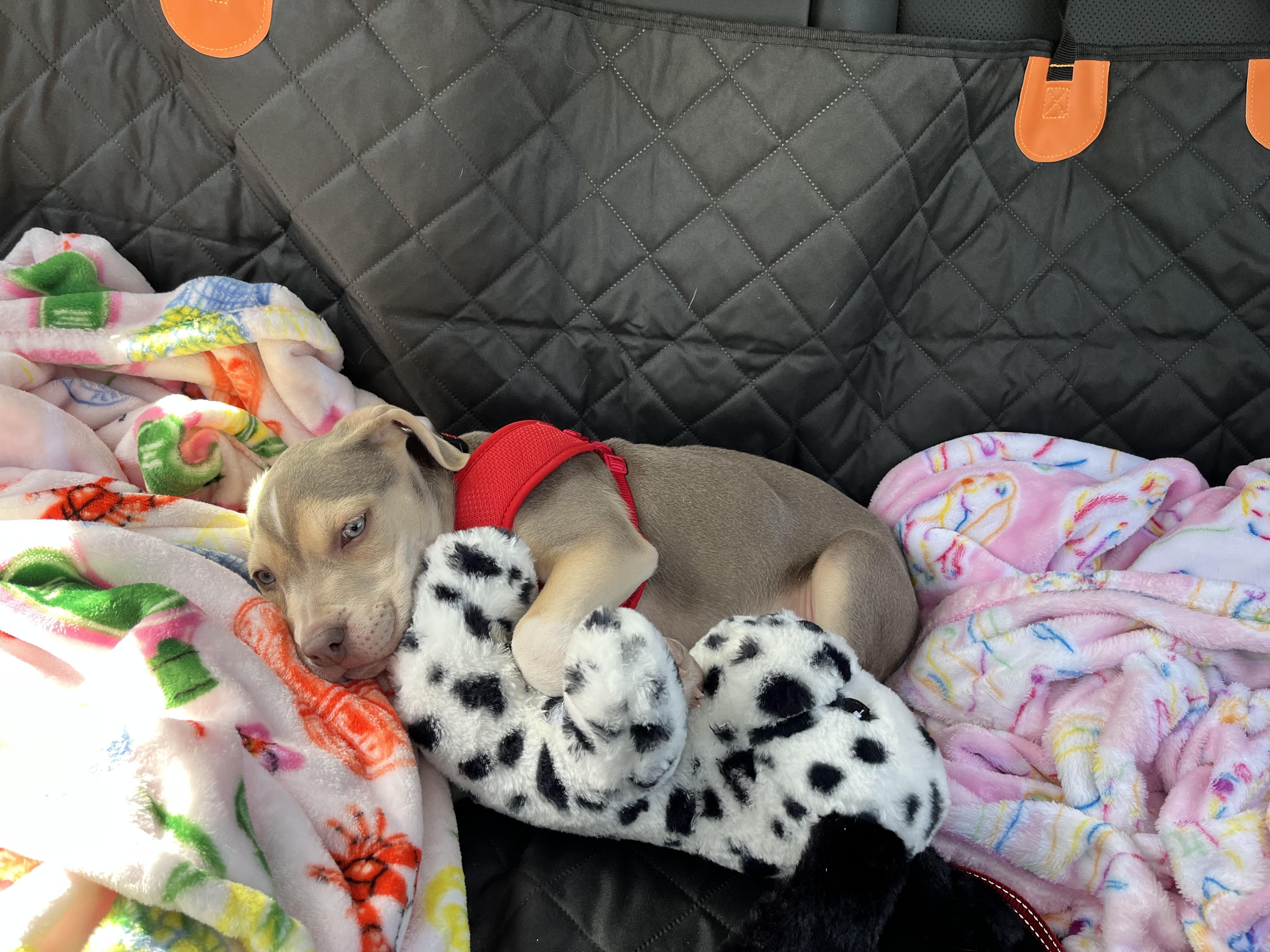 Enlarge Tuffy, an adoptable mixed breed in Painesville, OH image 4/4