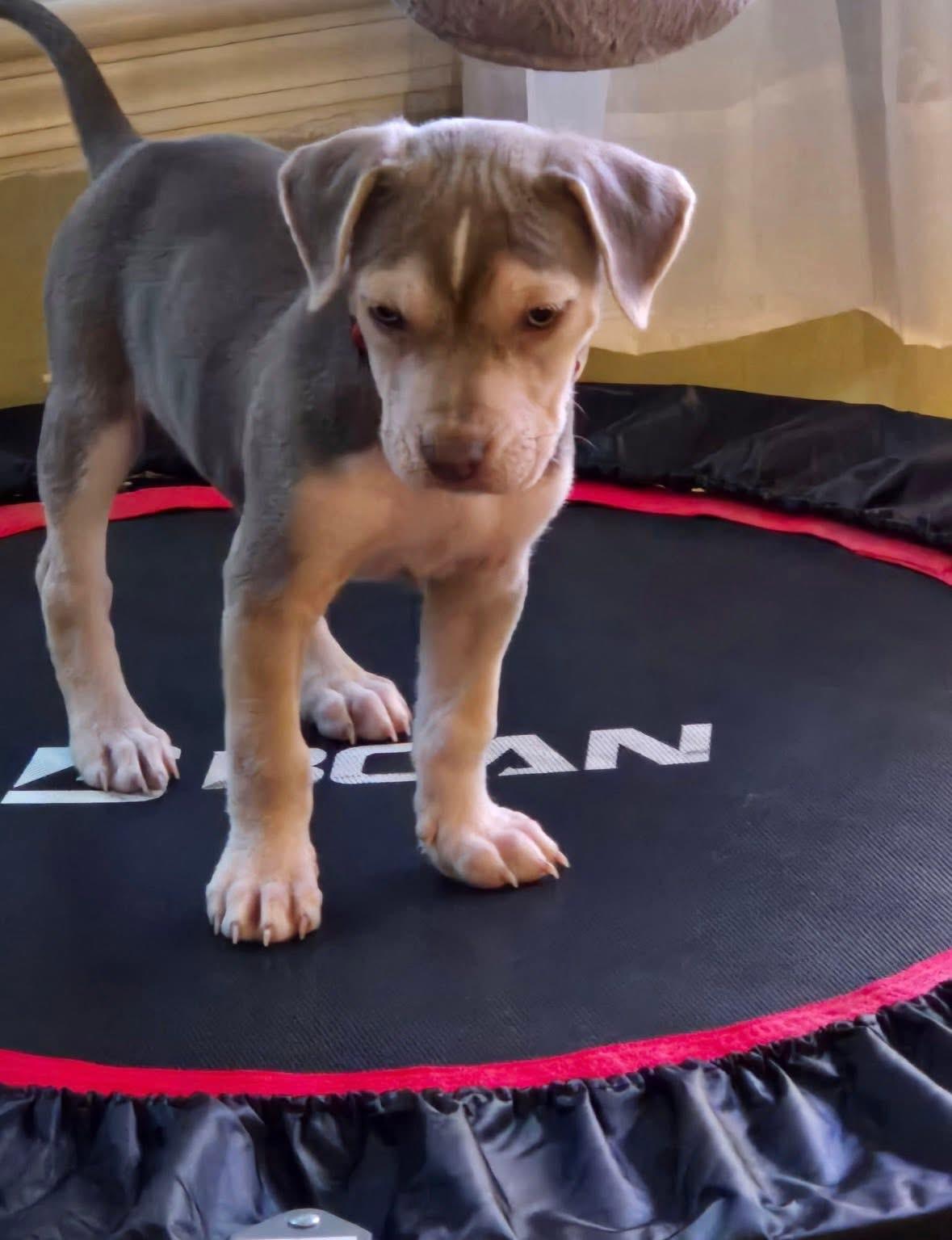 Tuffy, adoptable, Puppy Female Husky & Pit Bull Terrier.