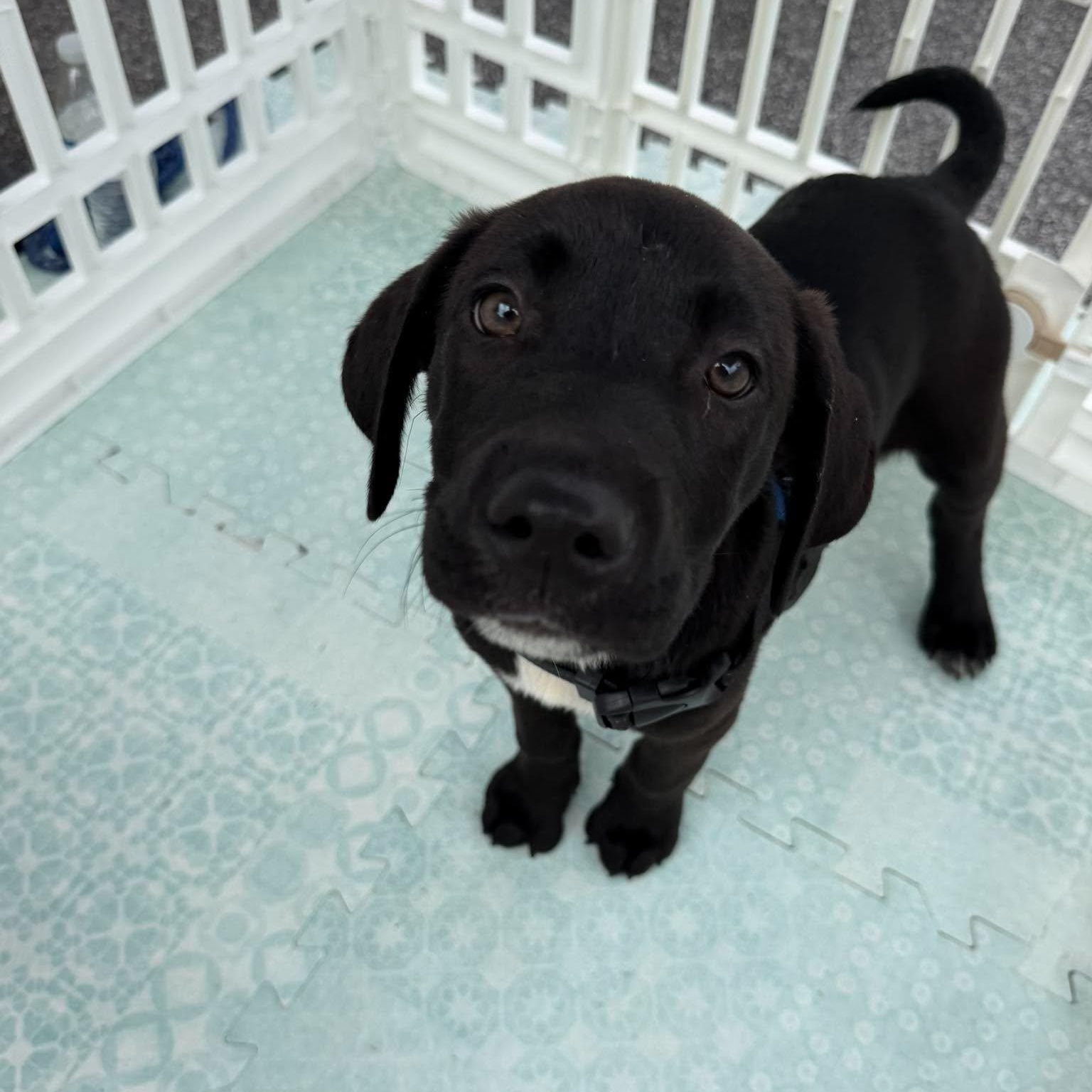 Enlarge Ruger, an adopted mixed breed in Wando, SC image 5/6