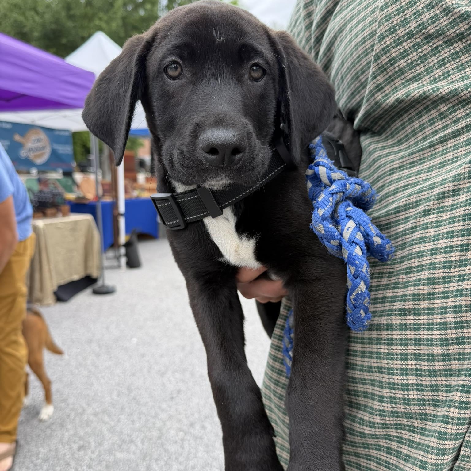 Enlarge Ruger, an adopted mixed breed in Wando, SC image 2/6