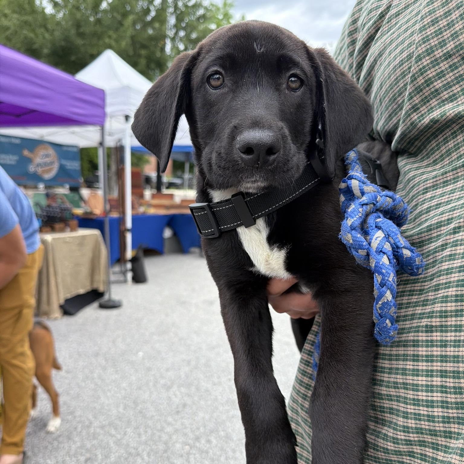 Enlarge Ruger, an adopted mixed breed in Wando, SC image 3/6