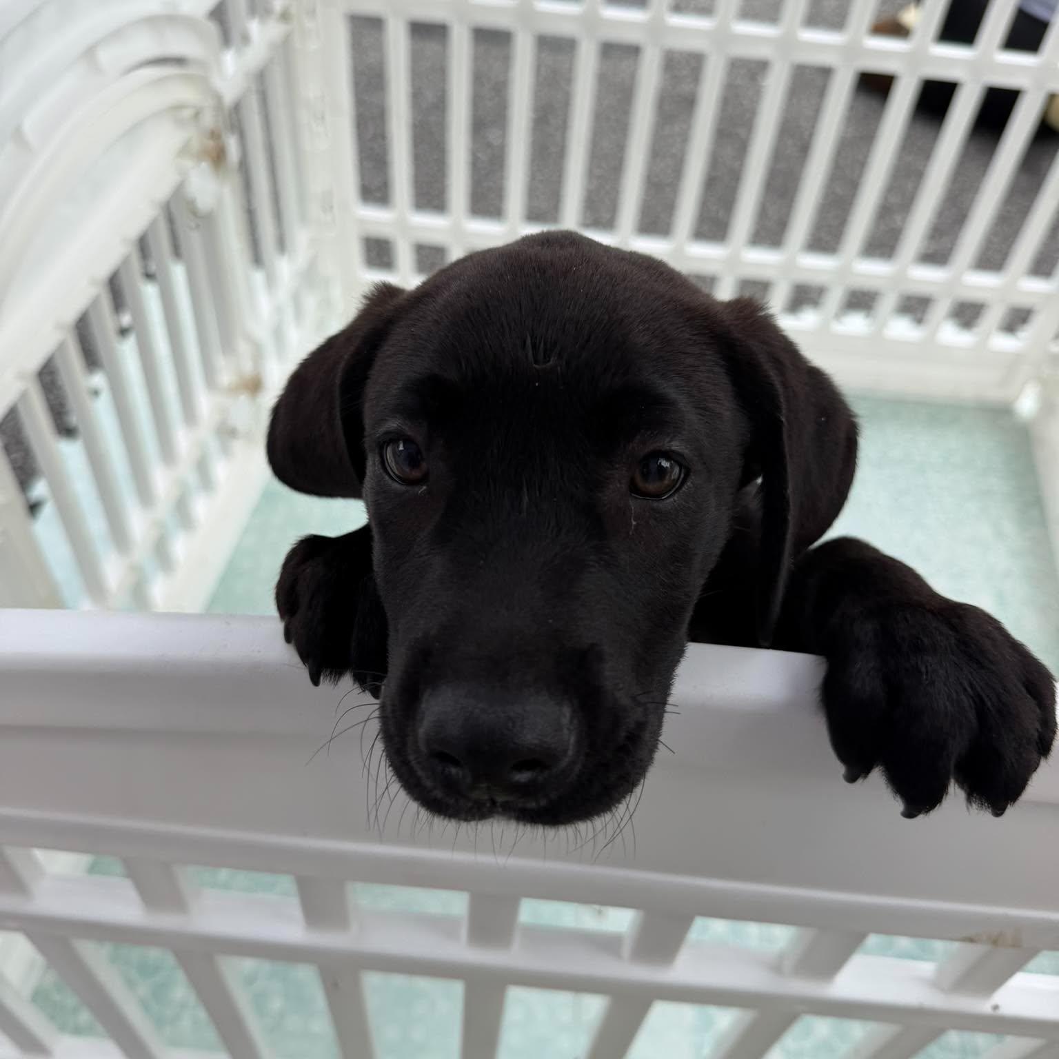 Enlarge Ruger, an adopted mixed breed in Wando, SC image 4/6