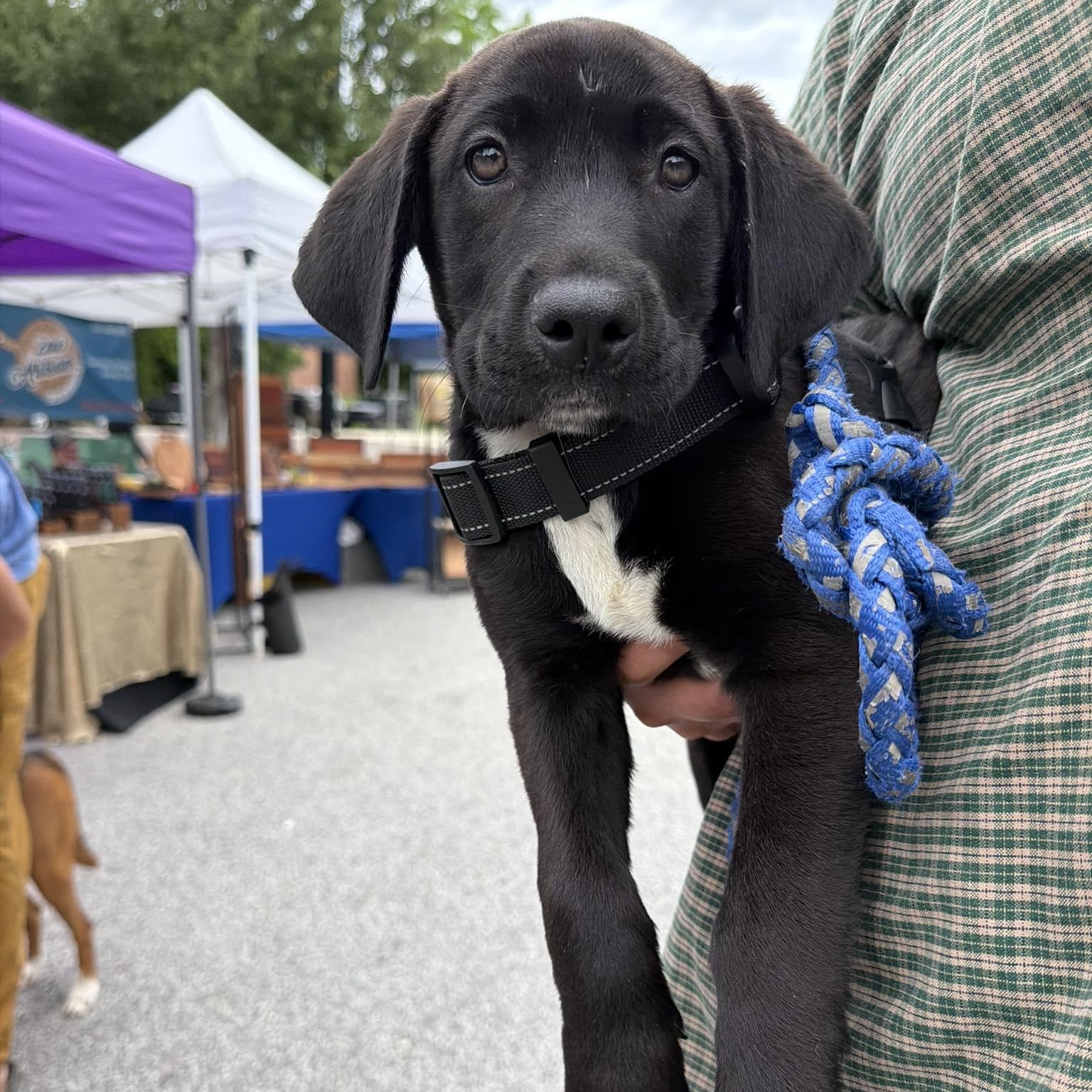 Enlarge Ruger, an adopted mixed breed in Wando, SC image 1/6