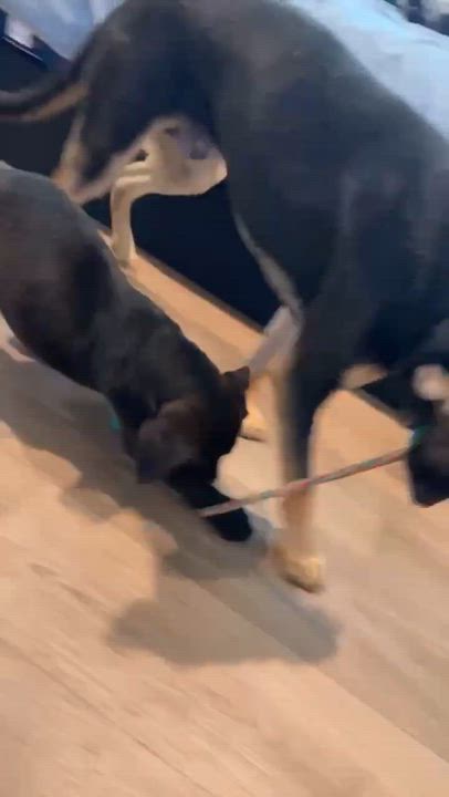 Enlarge Ruger, an adopted mixed breed in Wando, SC video 6/6