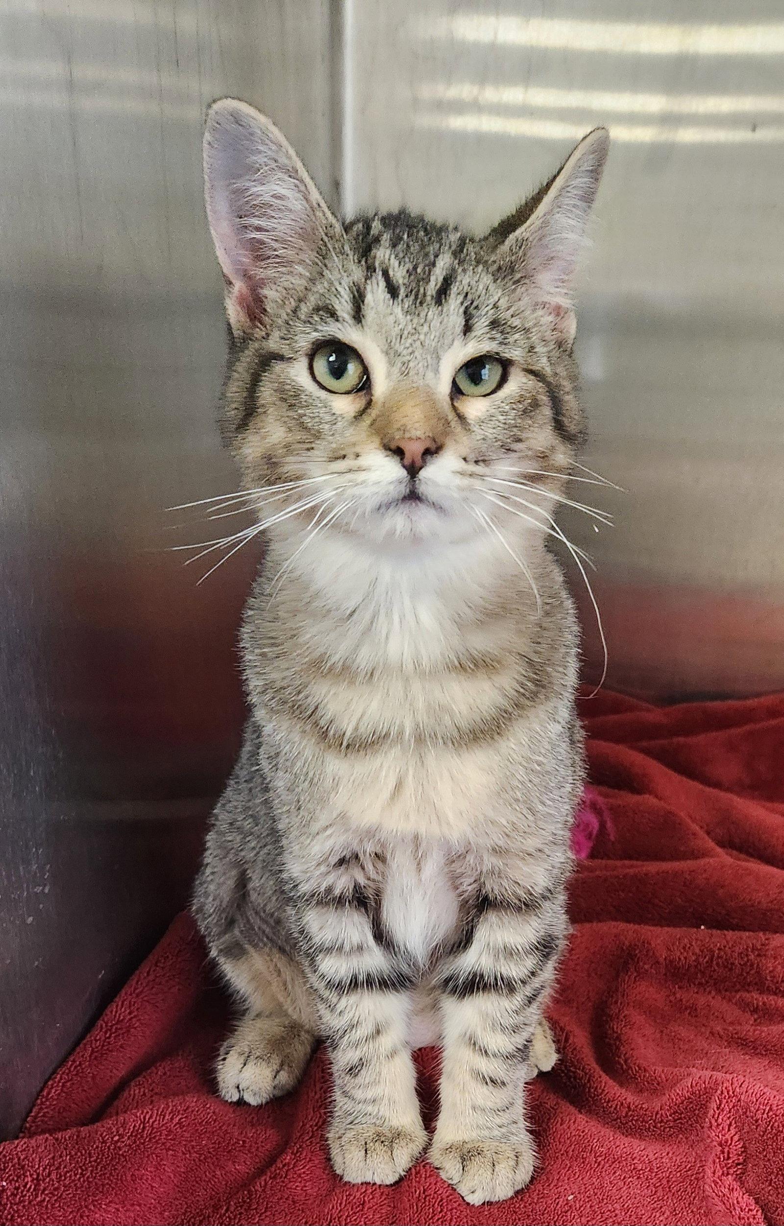 Abigail (Abby Tabby), Adoptable, Young Female American Shorthair & American Shorthair.