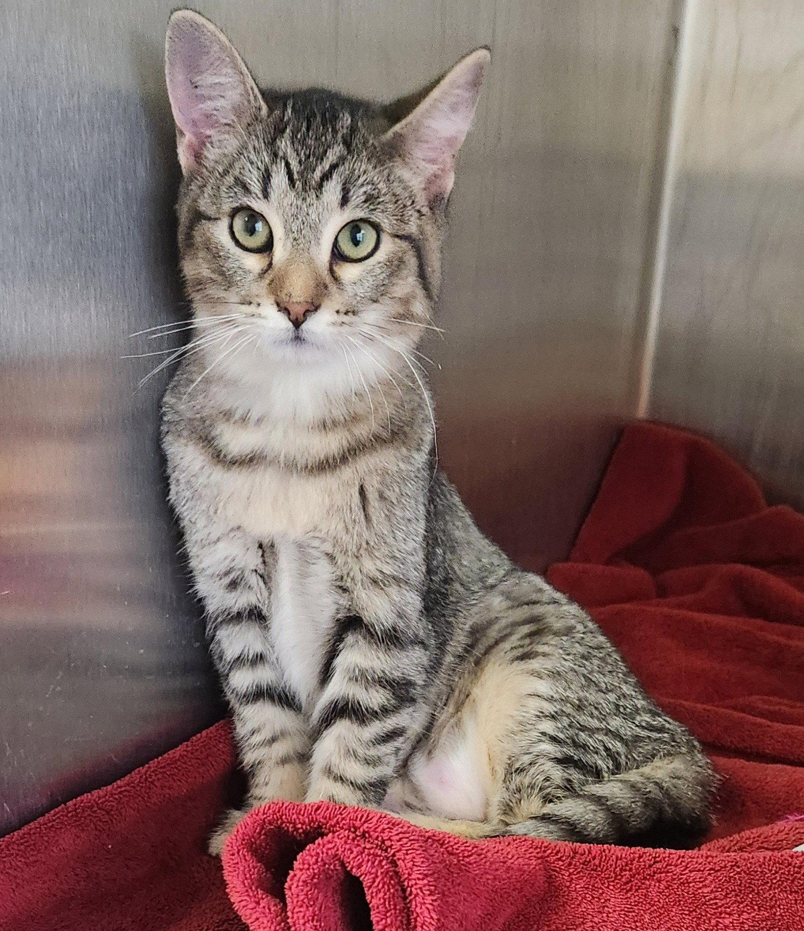 Enlarge Abigail (Abby Tabby), a Adoptable mixed breed in Clinton, OK image 2/3