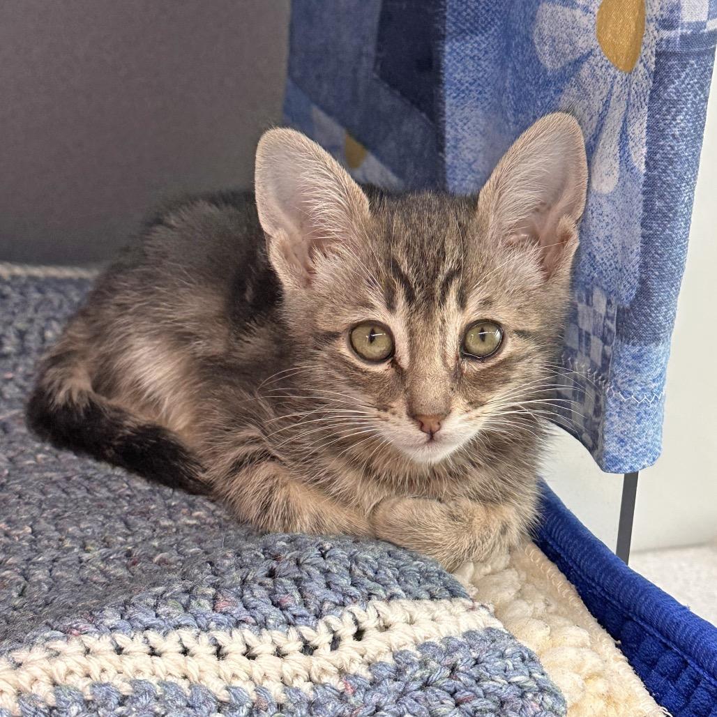 Takoda, a Adoptable Domestic Short Hair in Hailey, ID image 1/4