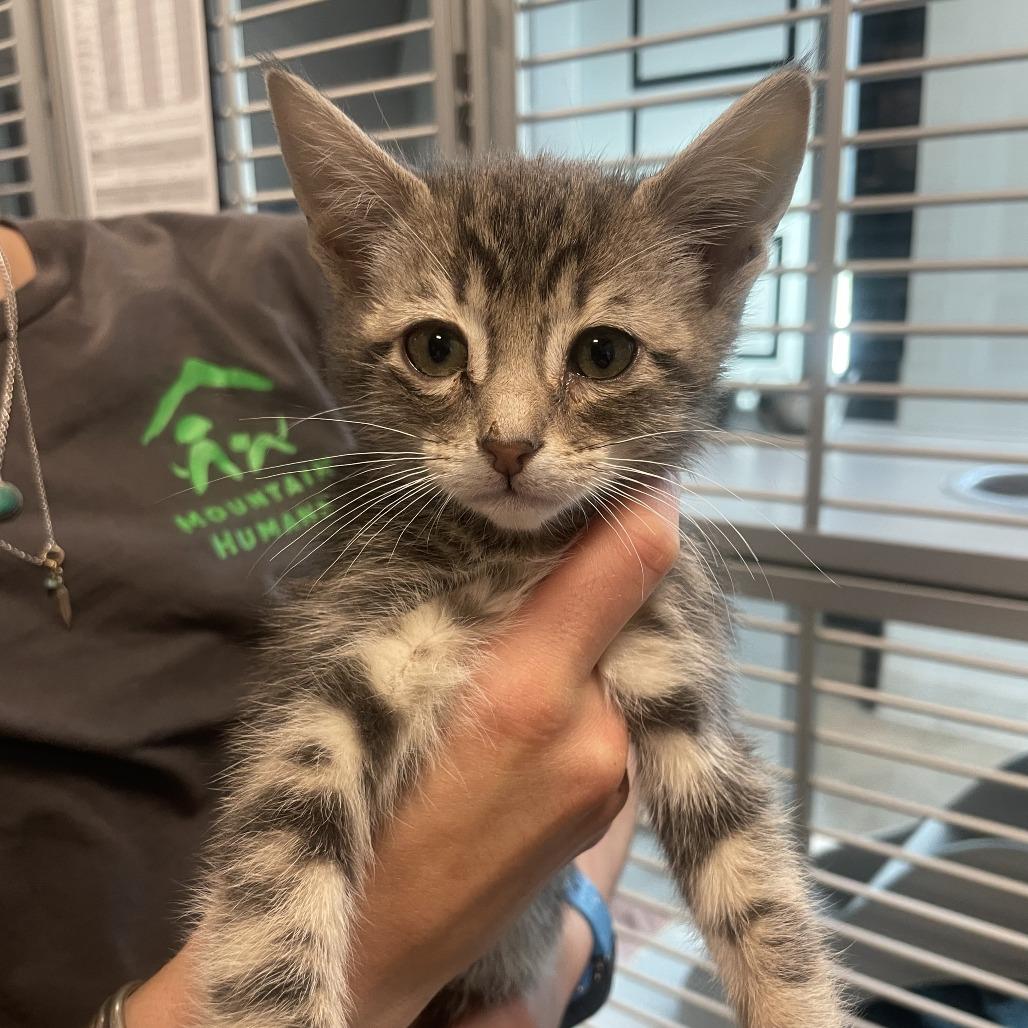 Takoda, a Adoptable Domestic Short Hair in Hailey, ID image 2/4