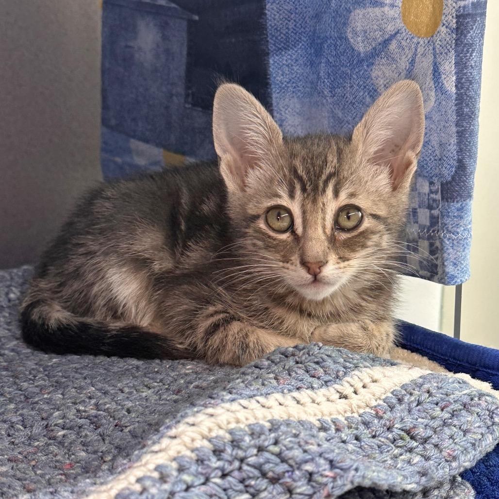 Takoda, a Adoptable Domestic Short Hair in Hailey, ID image 3/4