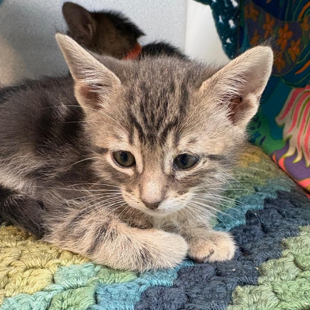 Takoda, a Adoptable Domestic Short Hair in Hailey, ID image 4/4