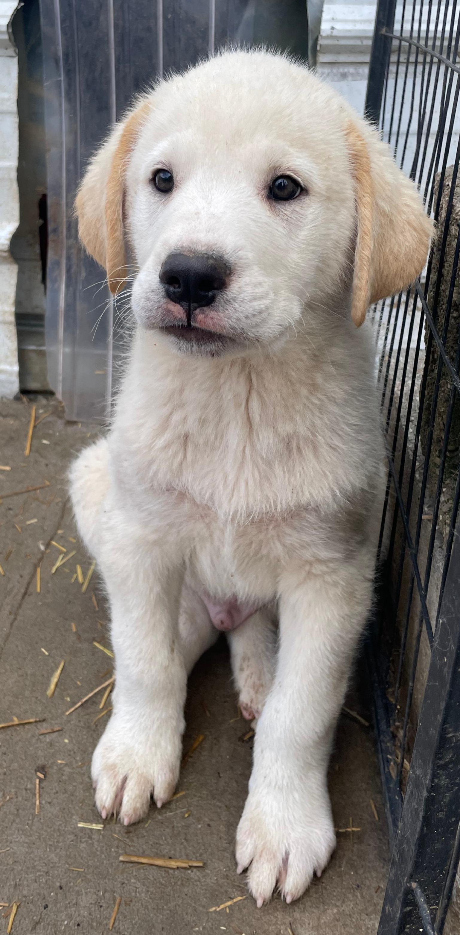 Enzo Excellent — thumbnail 2