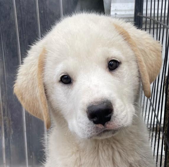 Enzo Excellent — thumbnail 3