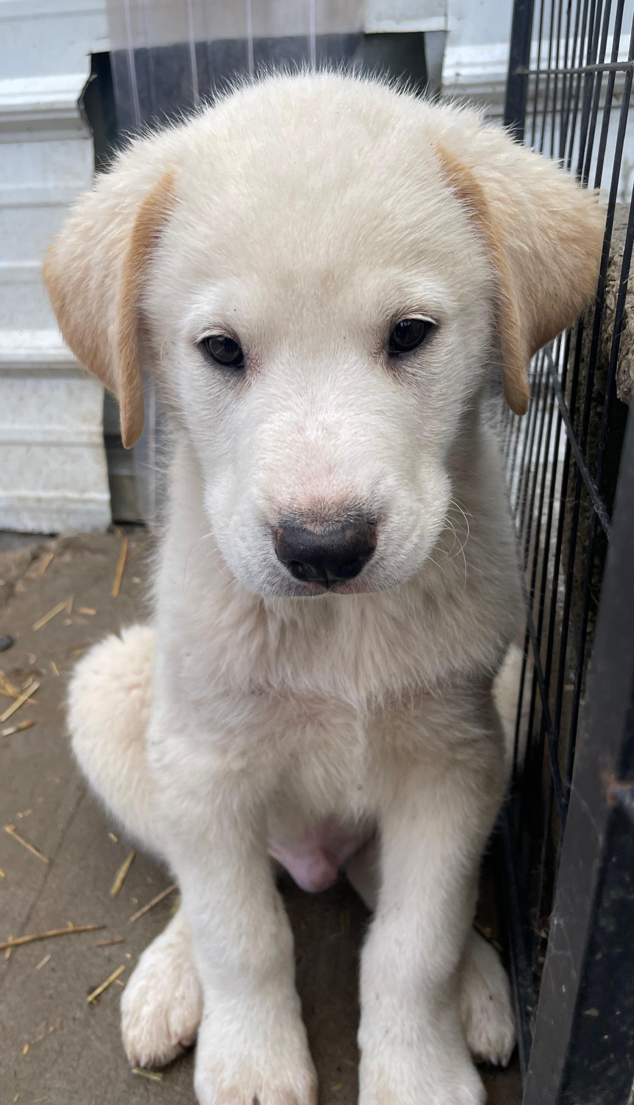 Enzo Excellent — thumbnail 4