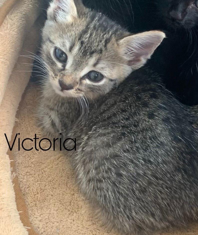 Enlarge Victoria, a Adopted Domestic Short Hair in Naples, FL image 1/2