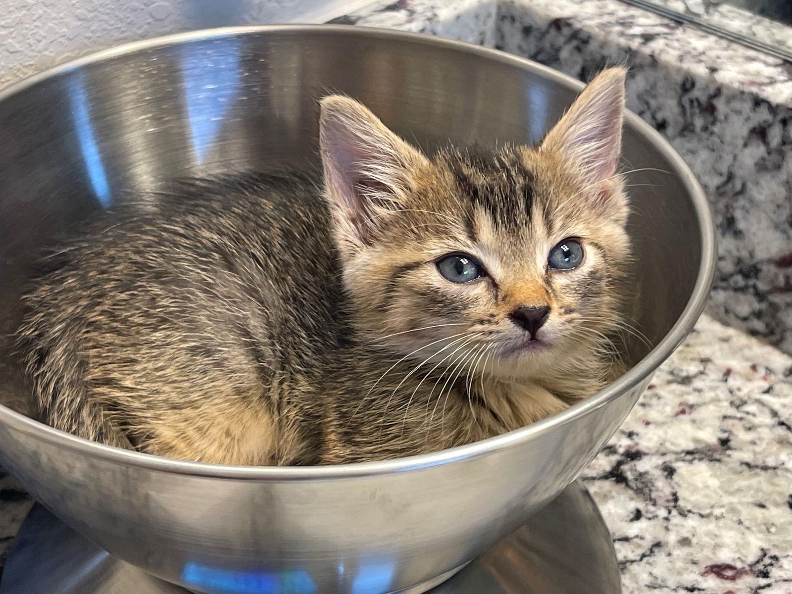 Enlarge Victoria, a Adopted Domestic Short Hair in Naples, FL image 2/2