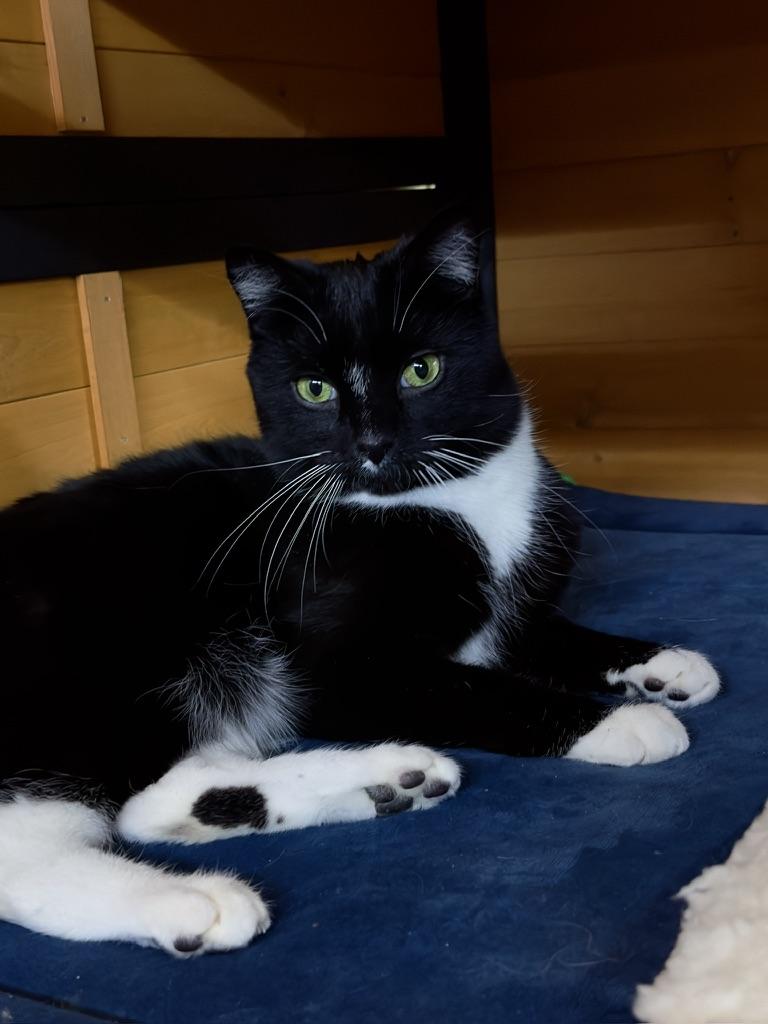 Enlarge Chives, a ADOPTABLE American Shorthair in Roscoe, NY image 4/4