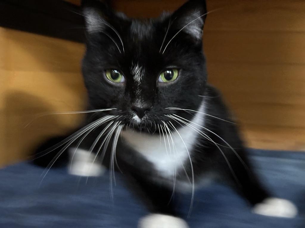 Enlarge Chives, a ADOPTABLE American Shorthair in Roscoe, NY image 2/4