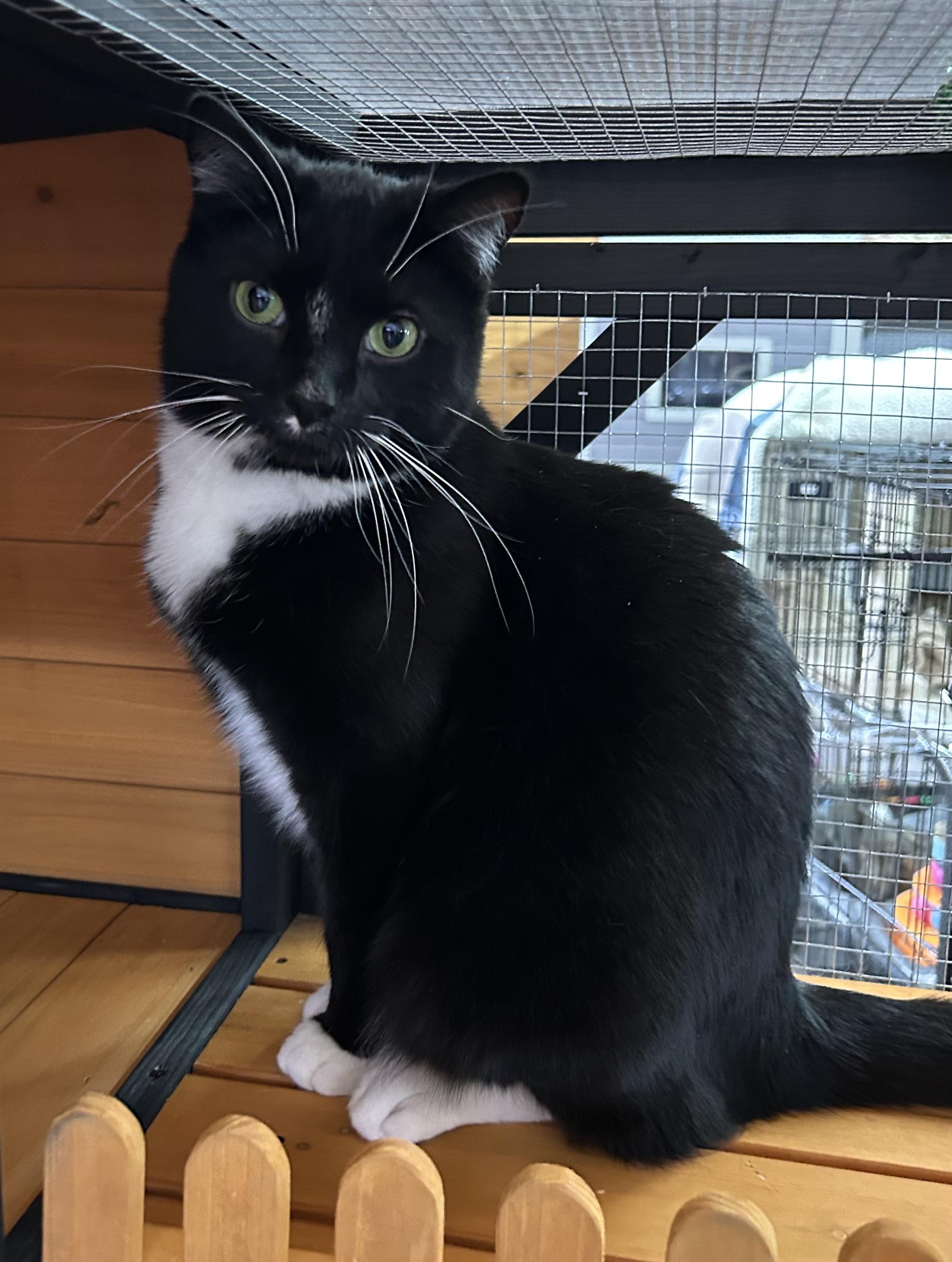 Enlarge Chives, a ADOPTABLE American Shorthair in Roscoe, NY image 1/4