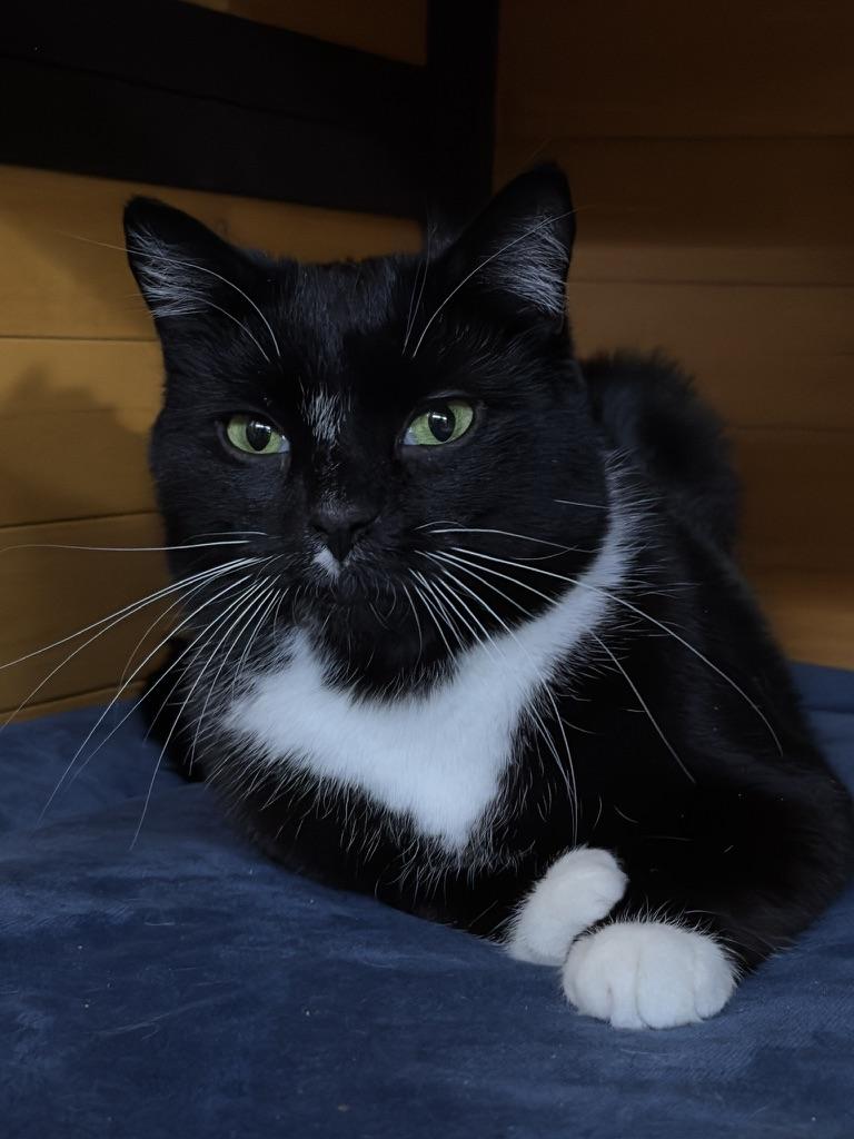 Enlarge Chives, a ADOPTABLE American Shorthair in Roscoe, NY image 3/4