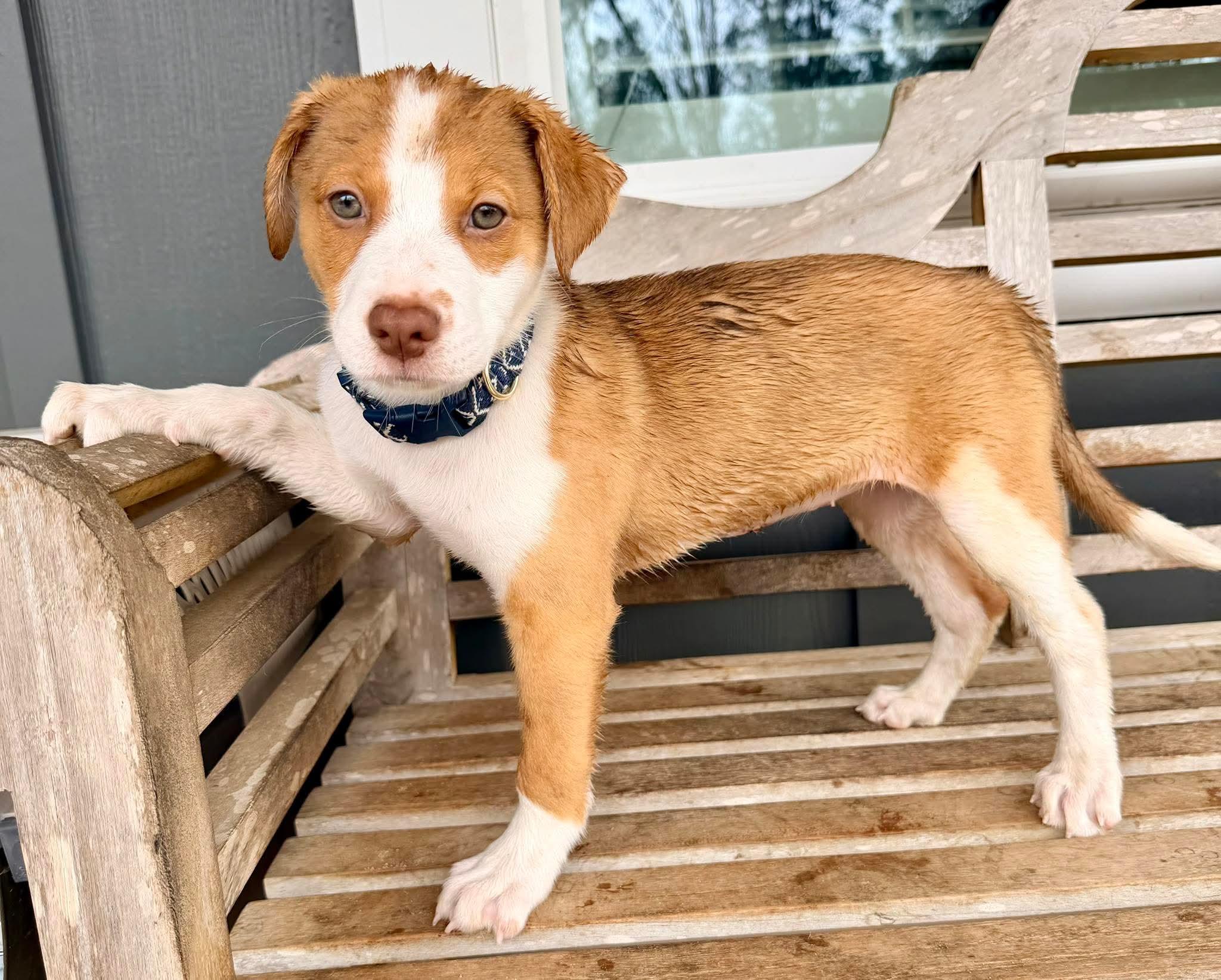 Moxie, Adoptable, Puppy Female Beagle & Brittany Spaniel.