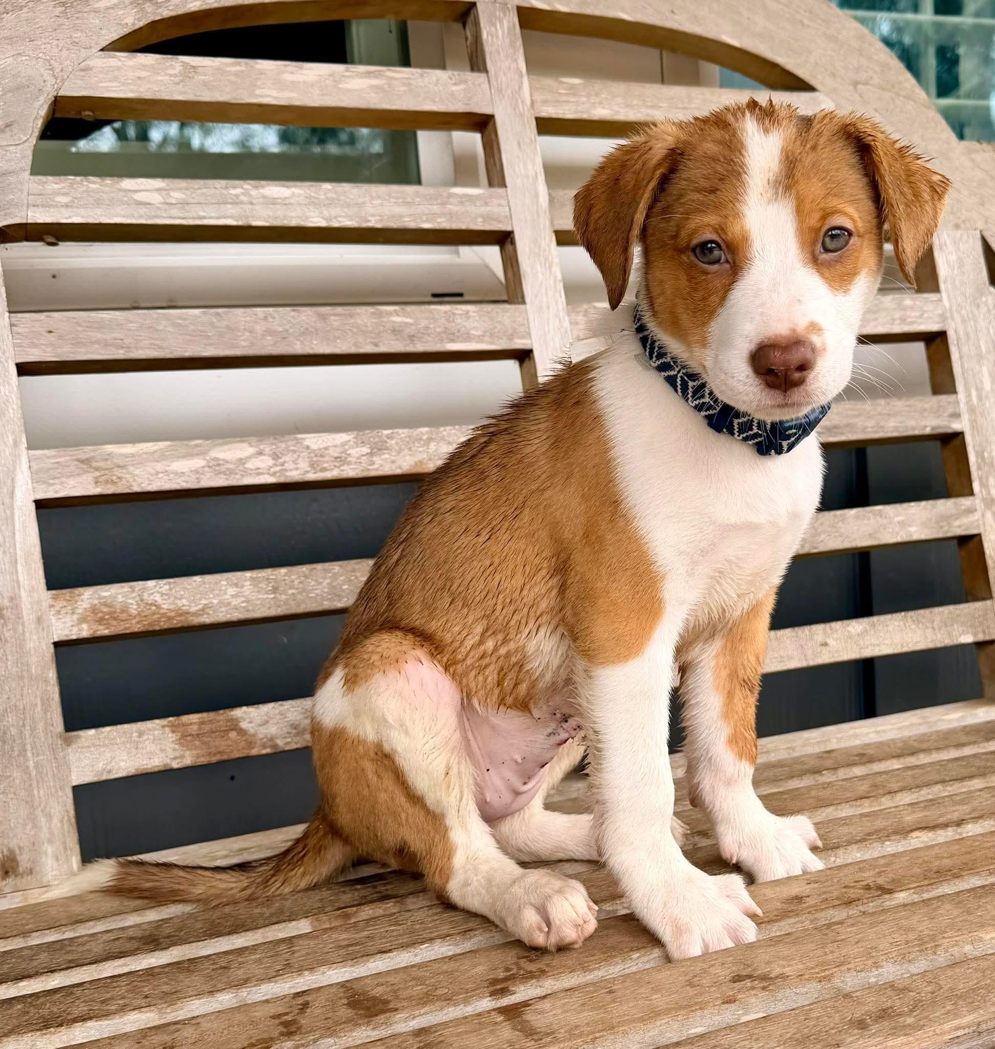 Enlarge Moxie, a Adoptable mixed breed in Webberville, MI image 2/5