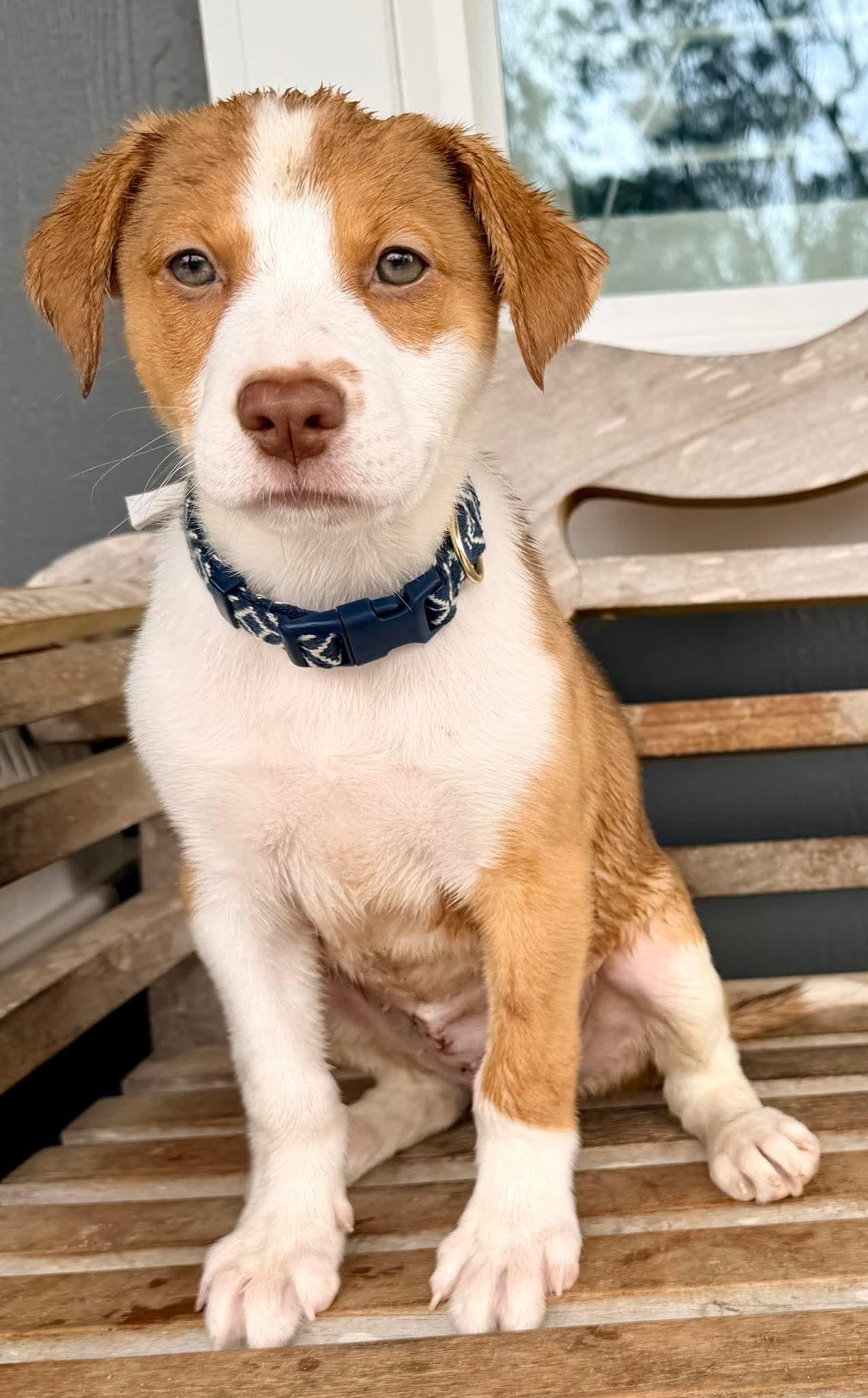 Enlarge Moxie, a Adoptable mixed breed in Webberville, MI image 3/5