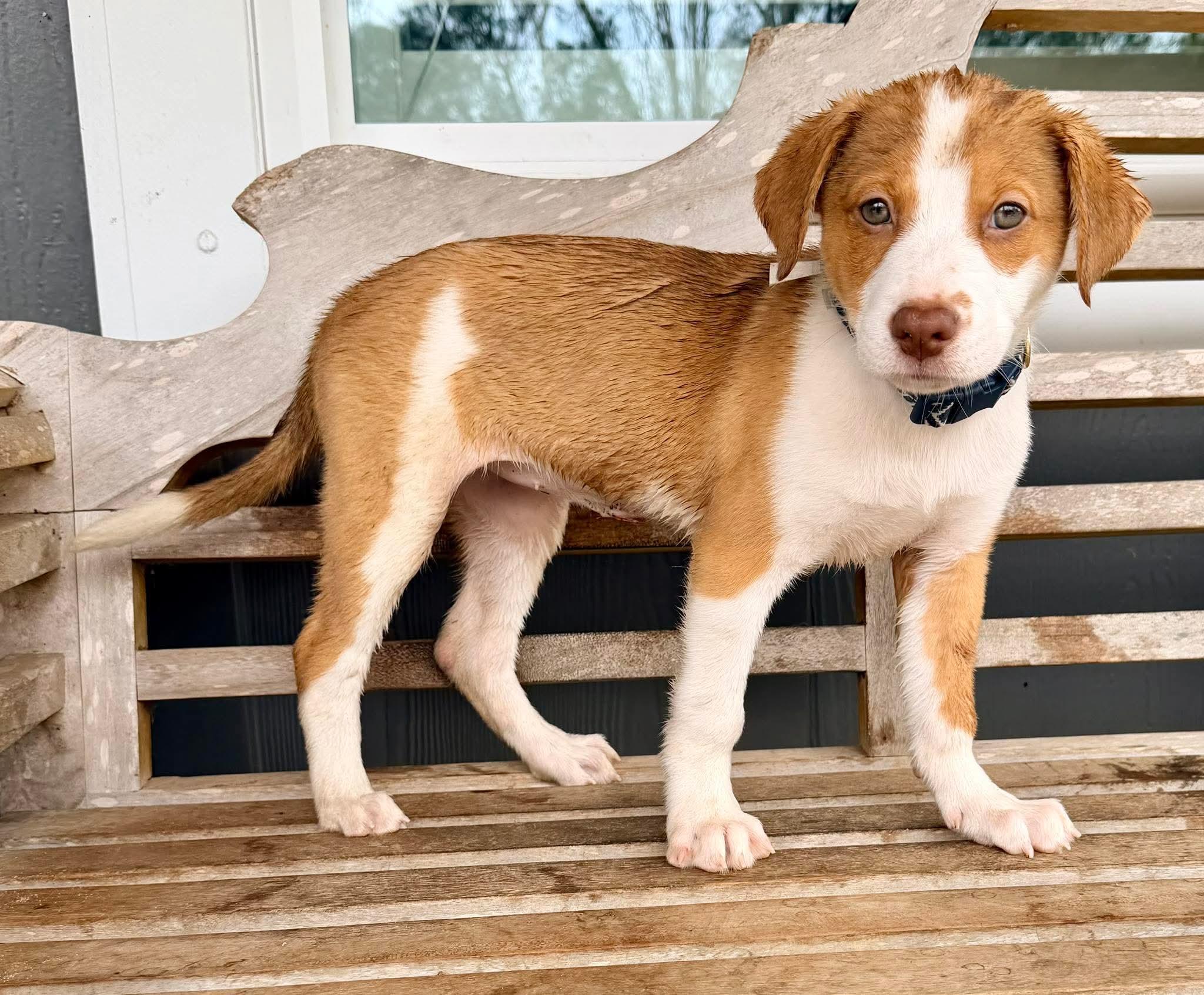 Enlarge Moxie, a Adoptable mixed breed in Webberville, MI image 4/5