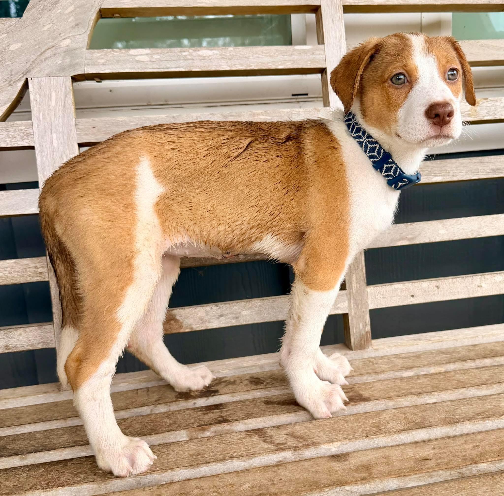 Enlarge Moxie, a Adoptable mixed breed in Webberville, MI image 5/5