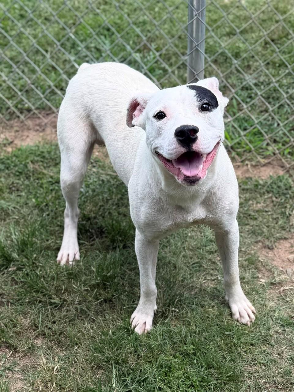 Arby, ADOPTABLE, Adult Male Mixed Breed.