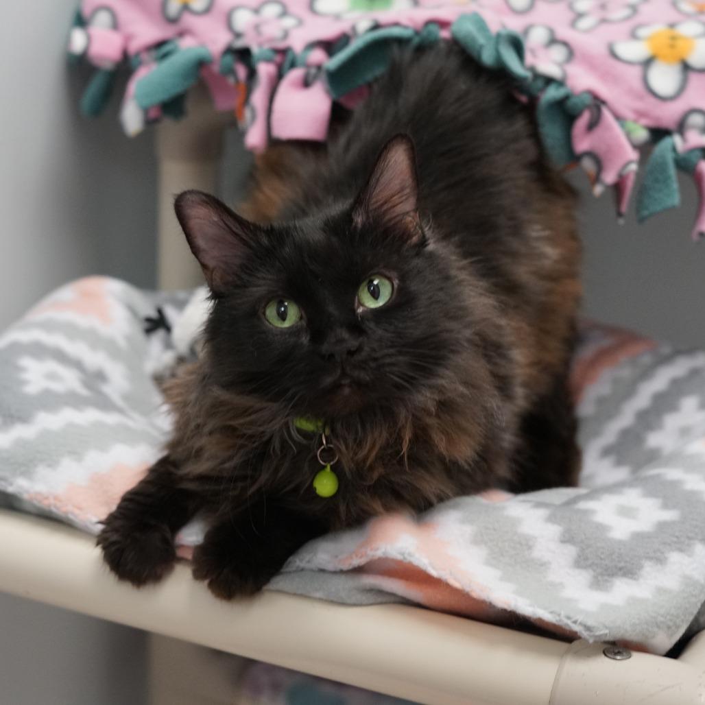 Olive, a Adoptable Domestic Long Hair in Lakewood, CO image 1/6