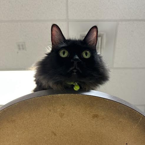 Olive, Adoptable, Senior Female Domestic Long Hair.