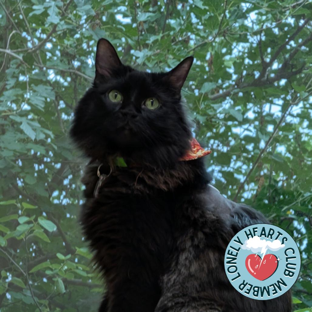 Enlarge Olive, a Adoptable Domestic Long Hair in Lakewood, CO image 3/6