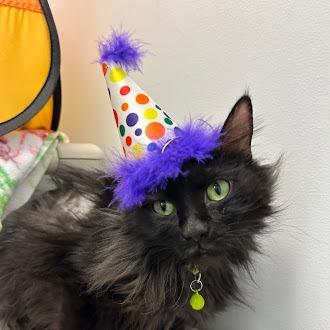 Enlarge Olive, a Adoptable Domestic Long Hair in Lakewood, CO image 4/6