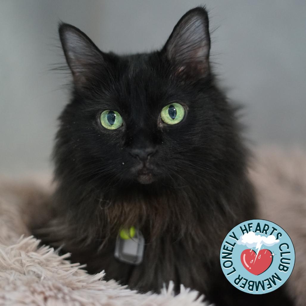 Enlarge Olive, a Adoptable Domestic Long Hair in Lakewood, CO image 5/6