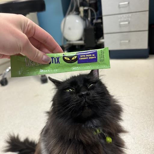 Enlarge Olive, a Adoptable Domestic Long Hair in Lakewood, CO image 5/6