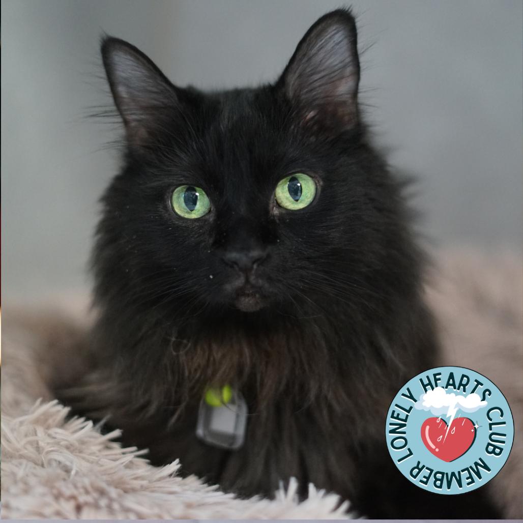 Enlarge Olive, a Adoptable Domestic Long Hair in Lakewood, CO image 6/6