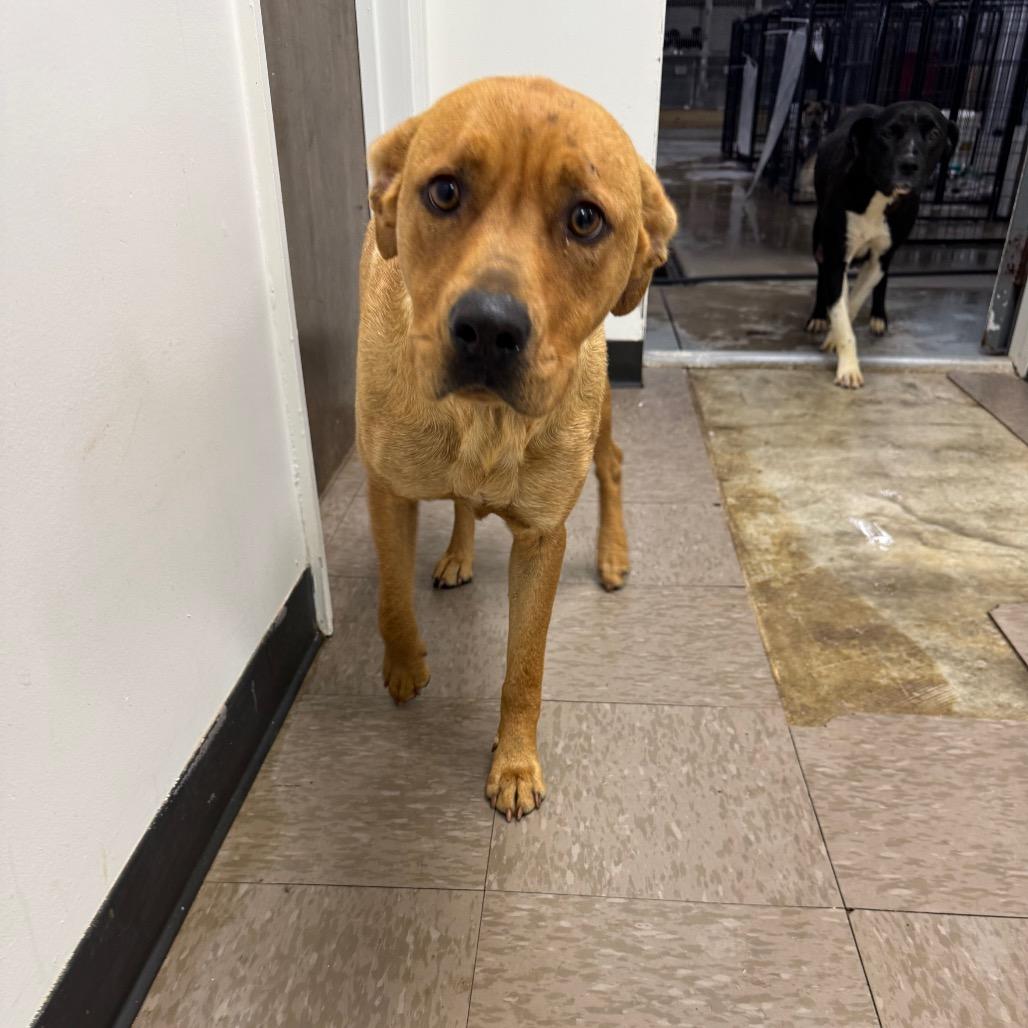 Banana Split, Adoptable, Adult Female Labrador Retriever.