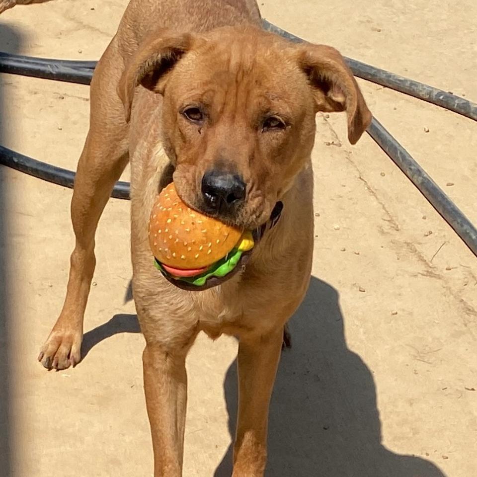 Enlarge Banana Split, a Adoptable Labrador Retriever in Parrish, AL image 2/4