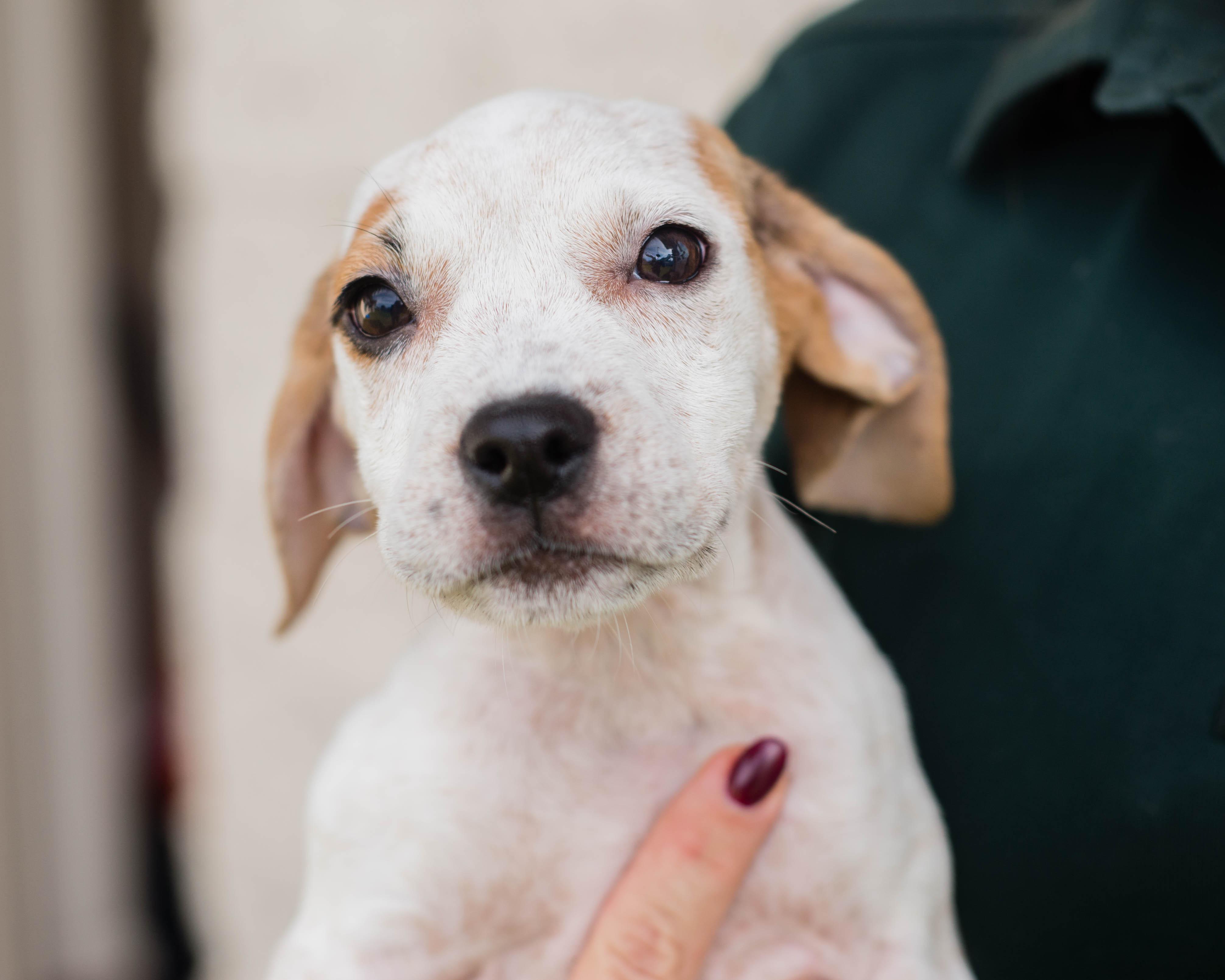 Enlarge Sprinkle, a Adoptable mixed breed in Mont Belvieu, TX image 1/1