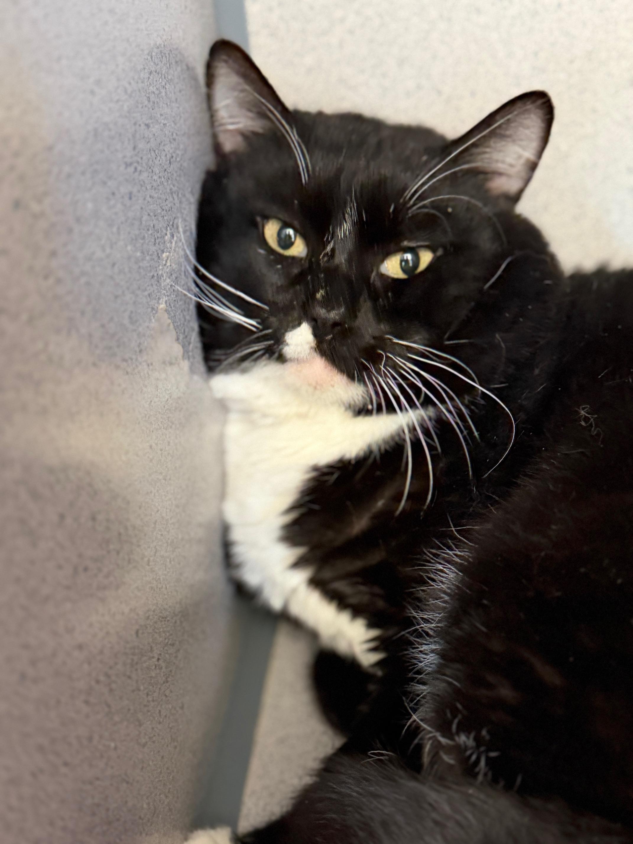 Enlarge Newt, a ADOPTABLE Domestic Short Hair in Gardnerville, NV image 2/2