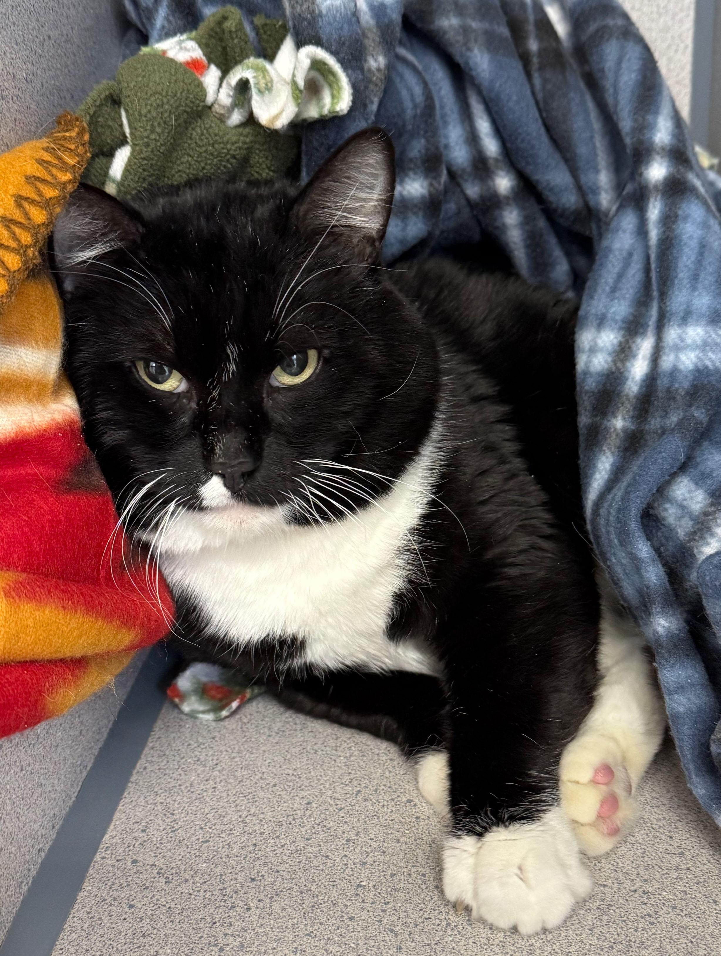 Enlarge Newt, a ADOPTABLE Domestic Short Hair in Gardnerville, NV image 1/2