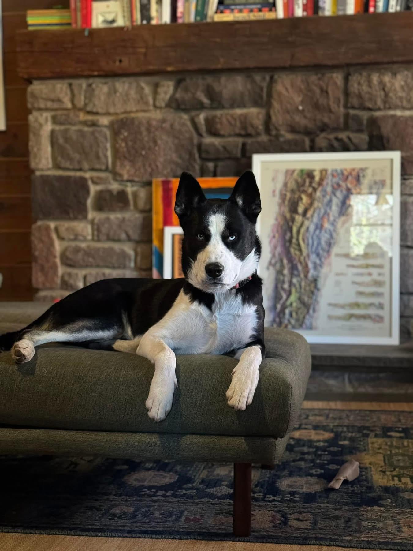 Enlarge Kenzo, a Adopted mixed breed in Winhall, VT image 1/2