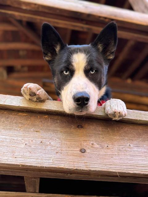 Enlarge Kenzo, a Adopted mixed breed in Winhall, VT image 2/2